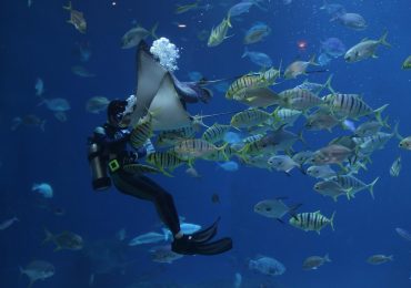 stingray-4392776_1280